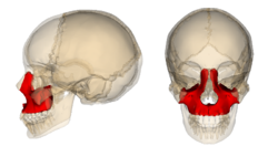 顔の３分の２は、顎の骨